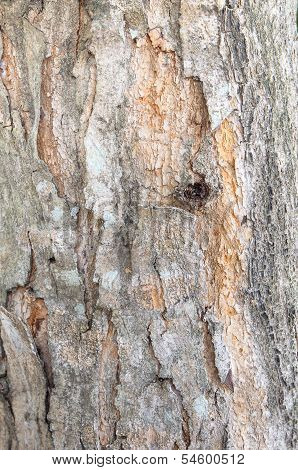 Bark Of Elm. Trunk Of Tree ,seamless Tileable Background Texture.