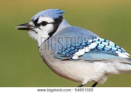 Blue Jay On A Branch