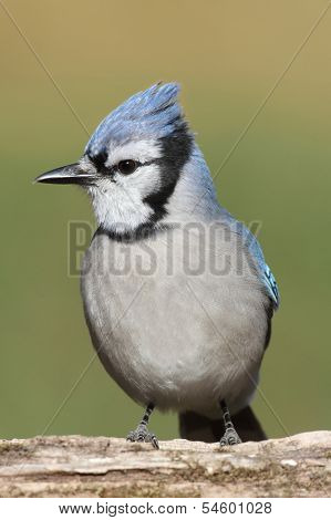 Blue Jay On A Branch