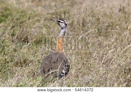 African Bird, Hartlaub's Bustard, In The Bush
