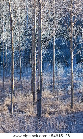 Aspens In Hoarfrost