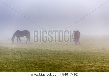 Two Brown Horse In Enclosure
