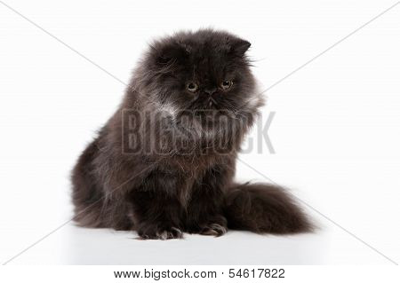 Persian Kitten