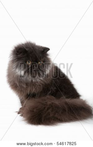 Persian Kitten