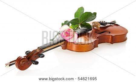 Violin and gentle rozy