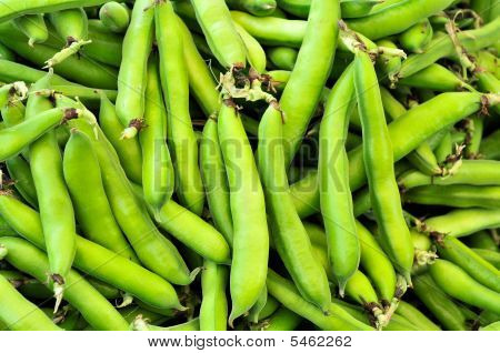 Fasola Fava