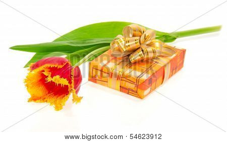 Tulip and box with a gift