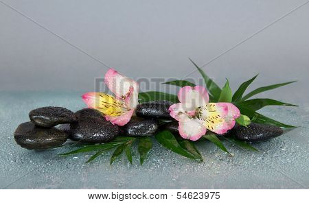 Flower of an alstroemeria and stones in water drops