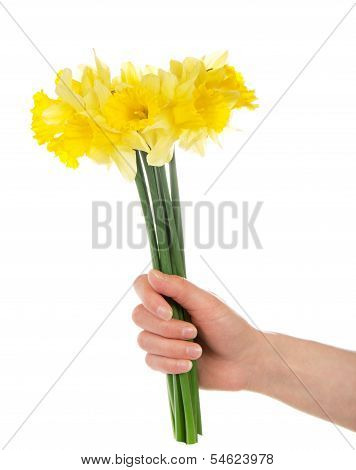 Bouquet of yellow narcissuses in the female hand