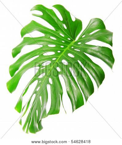 Single Monsteras leaf