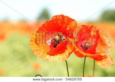 Two red wild poppies.
