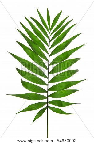 Green Leaf Palm Tree (Howea )