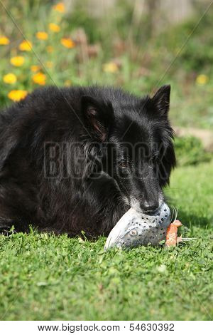 Beautiful Bitch Eating Fresh Salmon