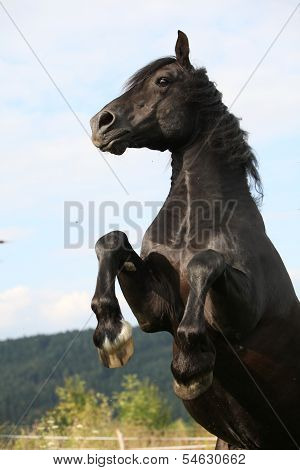 Angry Black Horse On Pasturage