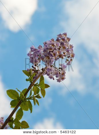 Floraison de branche d'arbre Paulownia.