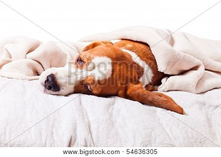 Dog Under A Blanket On White
