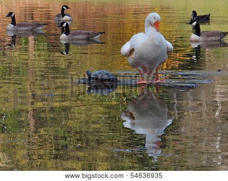 Goose, Canada Geese and Turtle