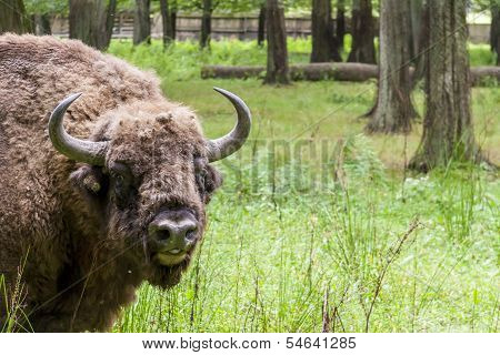 Bialowieski National Park - Poland. Aurochs Head.