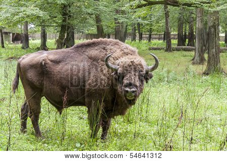 Bialowieski National Park - Poland. Aurochs Head.