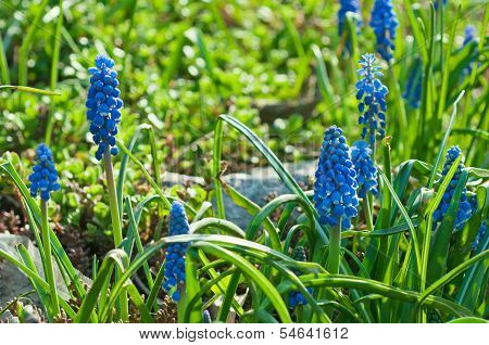 Muscari neglectum