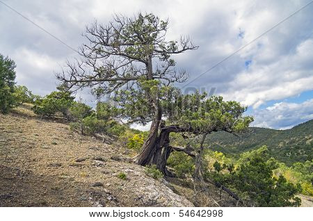 Relict juniper tree, Crimea.
