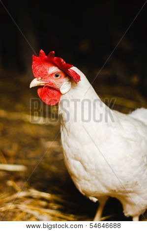 White Chicken Looking Out Of The Barn