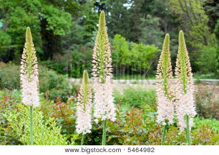 Eremurus Bieb