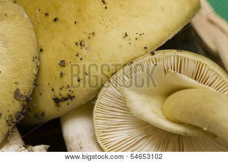 Amanita Mushrooms