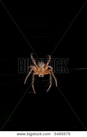 Makro hnědé koule Tkadlec pavouka izolované nad černou