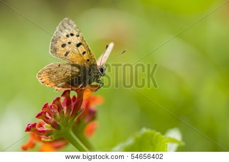 Butterfly On Red Lantana