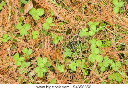 Taxodium Leaves Fallen On Clover