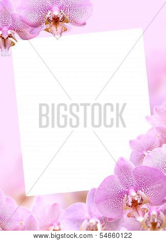Orchid Greeting Card