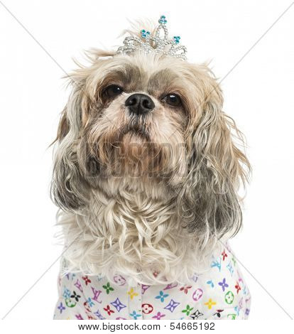 Close-up of a dressed-up Shih Tzu wearing a diadem, 4 years old, isolated on white
