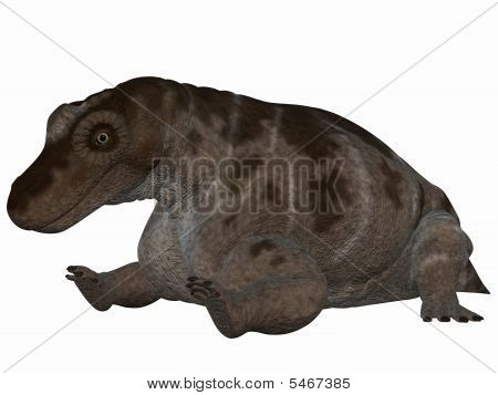 Keratocephalus - 3D Dinosaur