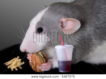 Rat manger Fast Food