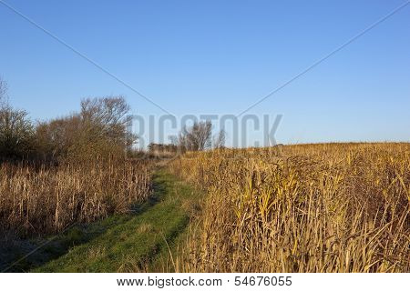 Autumn Miscanthus Crop