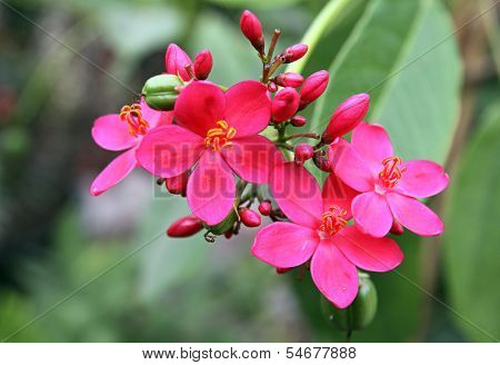 Jatropha Edged (coral Flower)