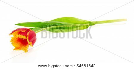 The bright tulip
