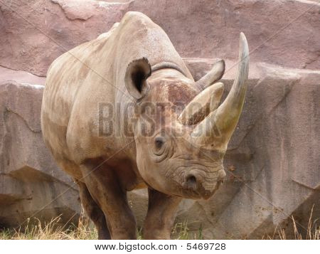 Starke Rhino Stare
