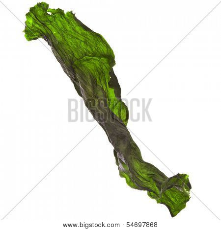 seaweed kelp ( laminaria ) surface top view close up macro shot isolated on white background
