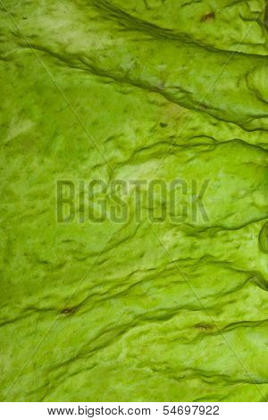 wet seaweed kelp ( laminaria ) surface top view close up macro shot texture background