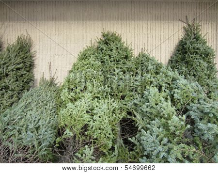 Picture One of These Christmas Trees in Your Home