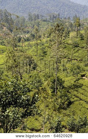 Tea Plantation In Sri Lanka