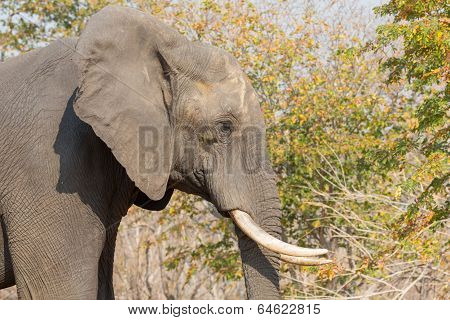 elephant in alert
