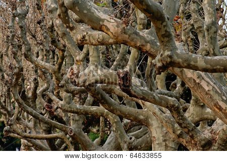Platanum Trunks And Branches