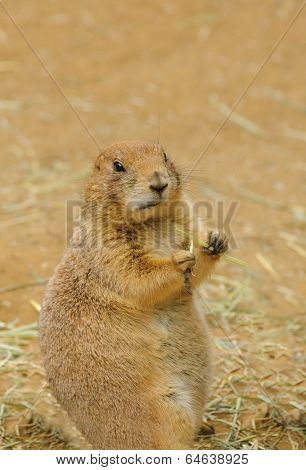 indigenous north American Black-tailed prairie dog (cynomys ludovicianus)
