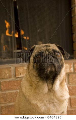 Pug na frente da lareira