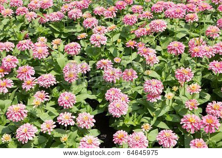 Pink Chrysanthemum Flower Summer Field