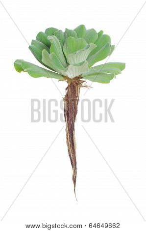 Water lettuce