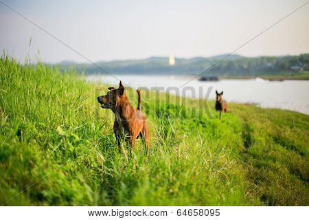 brown dog on the mound outdoor